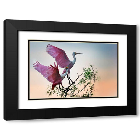 Two Roseate Spoonbills Black Modern Wood Framed Art Print with Double Matting by Chang, Phillip