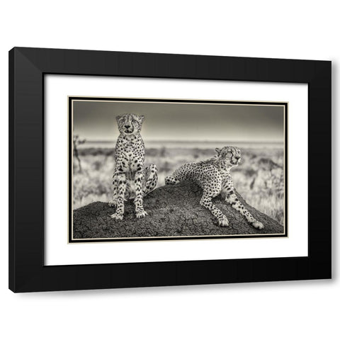 Two Cheetahs Watching Out Black Modern Wood Framed Art Print with Double Matting by Scheid, Henrike