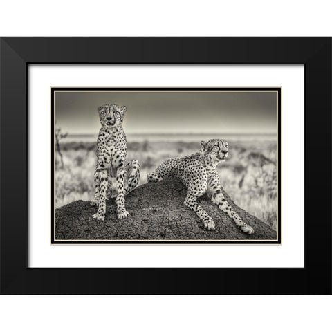 Two Cheetahs Watching Out Black Modern Wood Framed Art Print with Double Matting by Scheid, Henrike