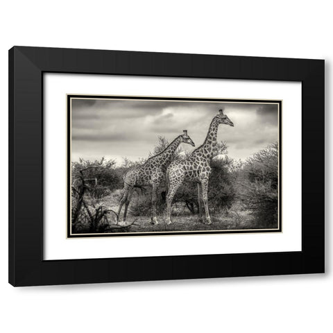 Two Giraffes Black Modern Wood Framed Art Print with Double Matting by Scheid, Henrike
