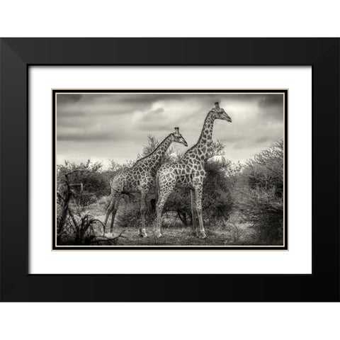 Two Giraffes Black Modern Wood Framed Art Print with Double Matting by Scheid, Henrike