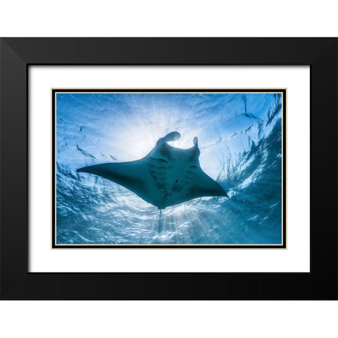 Manta Ray Black Modern Wood Framed Art Print with Double Matting by Gabriel, Barathieu