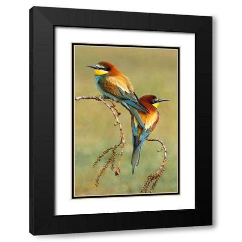 Bee-Eaters In Love Black Modern Wood Framed Art Print with Double Matting by Suarez, Mario