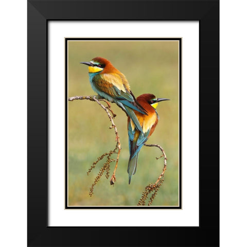 Bee-Eaters In Love Black Modern Wood Framed Art Print with Double Matting by Suarez, Mario