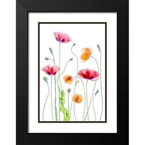 Poppies Black Modern Wood Framed Art Print with Double Matting by Disher, Mandy
