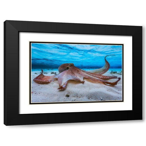 Octopus Black Modern Wood Framed Art Print with Double Matting by Gabriel, Barathieu