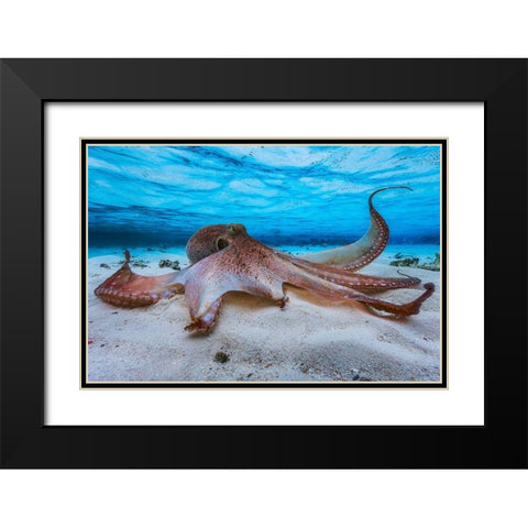 Octopus Black Modern Wood Framed Art Print with Double Matting by Gabriel, Barathieu