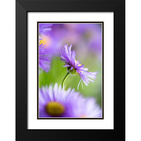 Summer Splash Black Modern Wood Framed Art Print with Double Matting by Ljubicic, Dusan