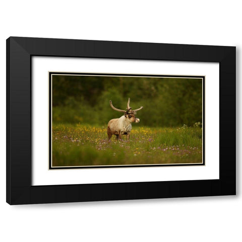 Caribou In Grass Land Black Modern Wood Framed Art Print with Double Matting by Gavra, Assaf