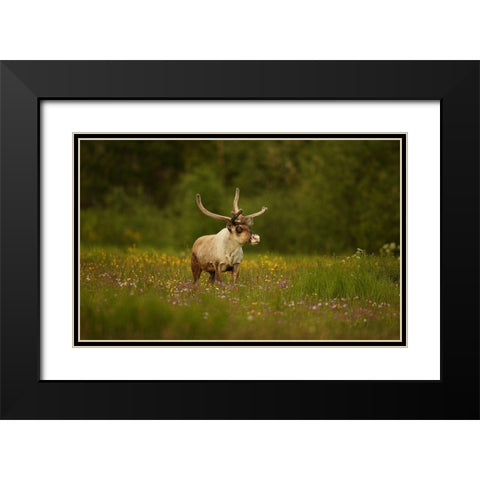 Caribou In Grass Land Black Modern Wood Framed Art Print with Double Matting by Gavra, Assaf