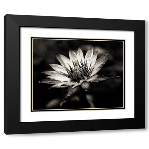 Maprderfackel [D0811-077.2] Black Modern Wood Framed Art Print with Double Matting by Sannwald, Joerg