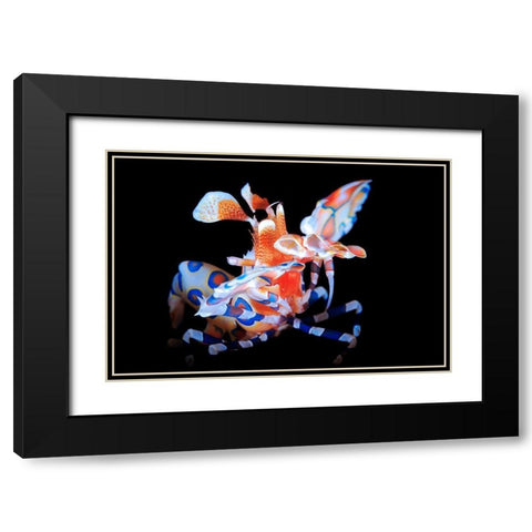Harlequin Shrimp Black Modern Wood Framed Art Print with Double Matting by Gabriel, Barathieu