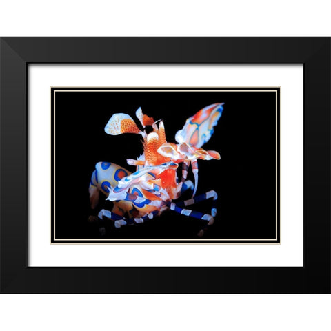 Harlequin Shrimp Black Modern Wood Framed Art Print with Double Matting by Gabriel, Barathieu