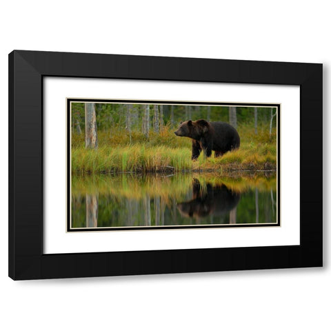 Bear And Fish *** Black Modern Wood Framed Art Print with Double Matting by Gavra, Assaf