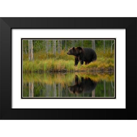 Bear And Fish *** Black Modern Wood Framed Art Print with Double Matting by Gavra, Assaf