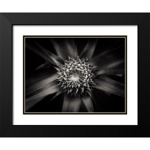 Barbed Black Modern Wood Framed Art Print with Double Matting by Sannwald, Joerg