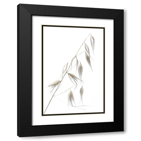 Reed Delicacy Black Modern Wood Framed Art Print with Double Matting by Lagandre, Thierry