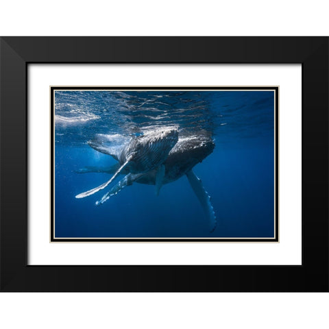 Humpback Whale Black Modern Wood Framed Art Print with Double Matting by Gabriel, Barathieu