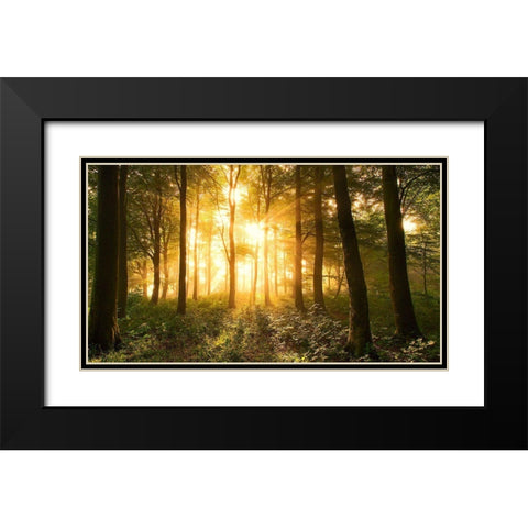 Light In The Forest. Black Modern Wood Framed Art Print with Double Matting by Londal, Leif