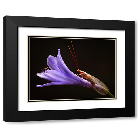 Lacewing Black Modern Wood Framed Art Print with Double Matting by Hoffman, Jimmy