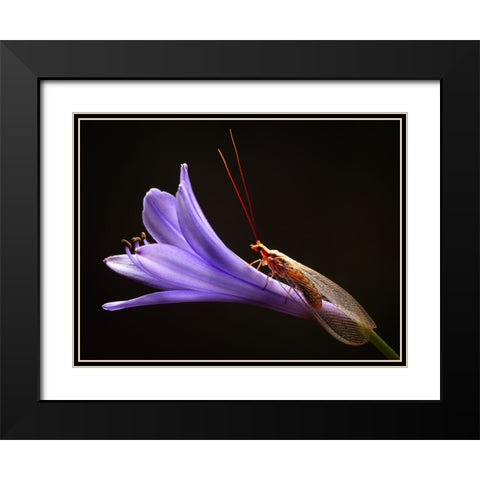 Lacewing Black Modern Wood Framed Art Print with Double Matting by Hoffman, Jimmy