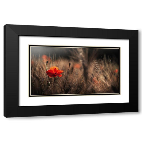 Poppy With Corn Black Modern Wood Framed Art Print with Double Matting by Quaglia, Nicodemo