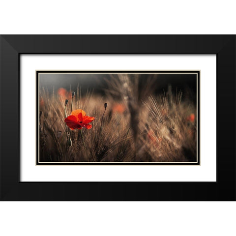 Poppy With Corn Black Modern Wood Framed Art Print with Double Matting by Quaglia, Nicodemo