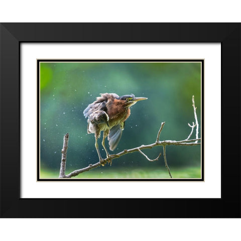 Green Heron Shaking Off Black Modern Wood Framed Art Print with Double Matting by Wang, Kevin