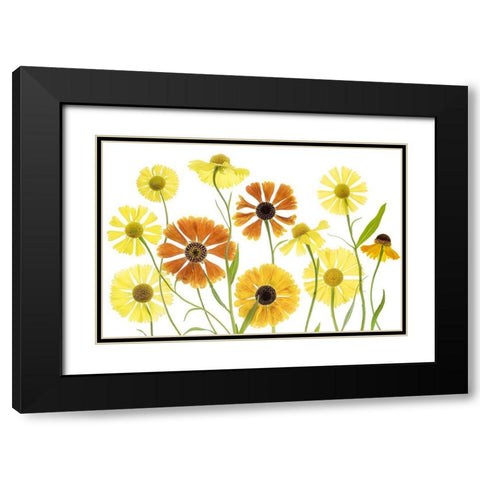 Helenium Black Modern Wood Framed Art Print with Double Matting by Disher, Mandy