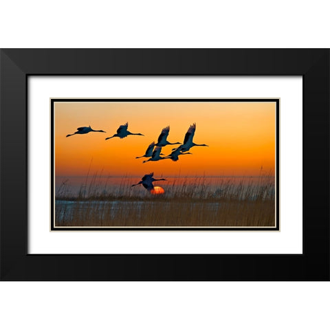 Red-Crowned Cranes Black Modern Wood Framed Art Print with Double Matting by Zhu, Hua