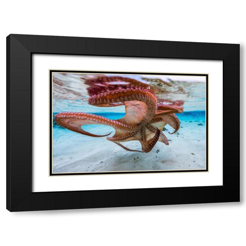 The Octopus Underside Black Modern Wood Framed Art Print with Double Matting by Gabriel, Barathieu