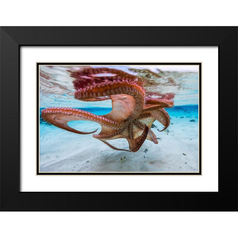 The Octopus Underside Black Modern Wood Framed Art Print with Double Matting by Gabriel, Barathieu