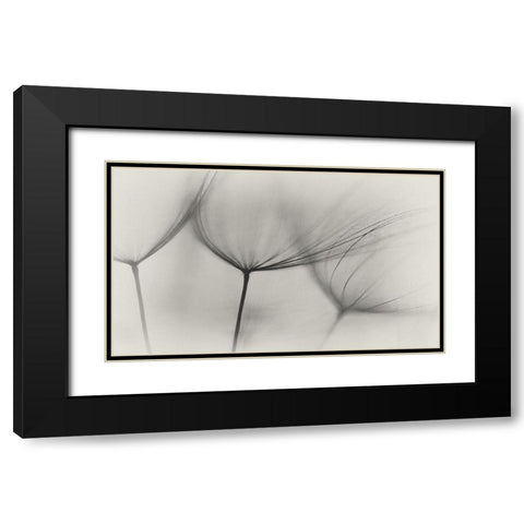 Tragopogon Black Modern Wood Framed Art Print with Double Matting by Gronkjar, Lotte