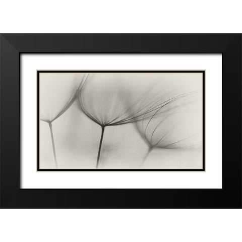 Tragopogon Black Modern Wood Framed Art Print with Double Matting by Gronkjar, Lotte