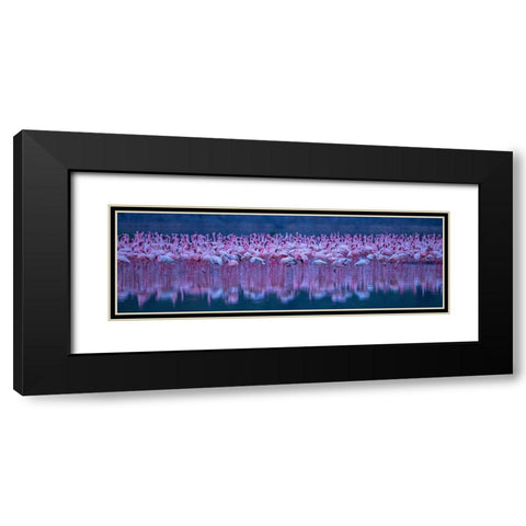 Flamingos Black Modern Wood Framed Art Print with Double Matting by Hua, David