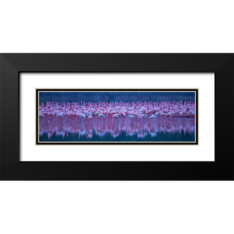 Flamingos Black Modern Wood Framed Art Print with Double Matting by Hua, David