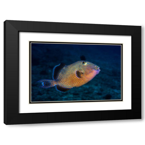 Blue Triggerfish Black Modern Wood Framed Art Print with Double Matting by Gabriel, Barathieu