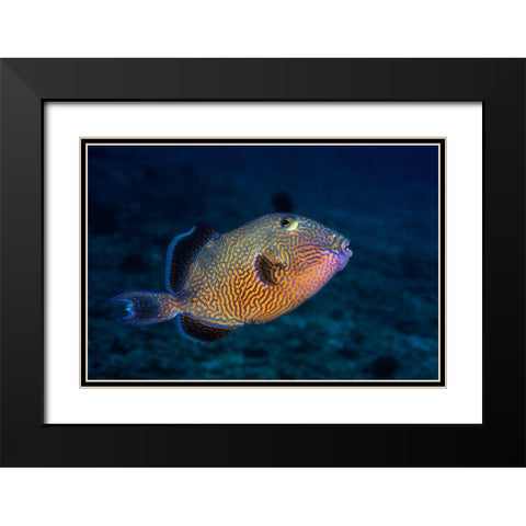 Blue Triggerfish Black Modern Wood Framed Art Print with Double Matting by Gabriel, Barathieu