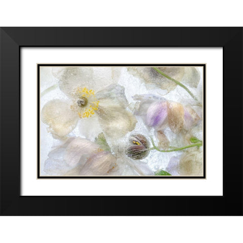 Anemone Frost Black Modern Wood Framed Art Print with Double Matting by Disher, Mandy