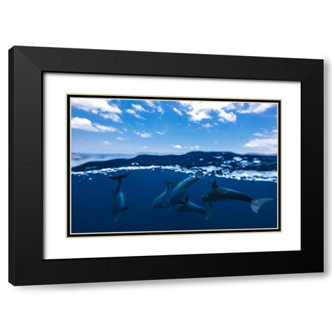 Between Air And Water With The Dolphins Black Modern Wood Framed Art Print with Double Matting by Gabriel, Barathieu