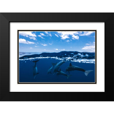 Between Air And Water With The Dolphins Black Modern Wood Framed Art Print with Double Matting by Gabriel, Barathieu