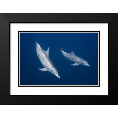 Bottlenose Dolphins Black Modern Wood Framed Art Print with Double Matting by Gabriel, Barathieu