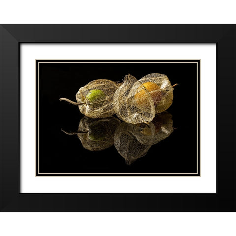 Physalis Alkekengi L. Black Modern Wood Framed Art Print with Double Matting by Gaberkosir