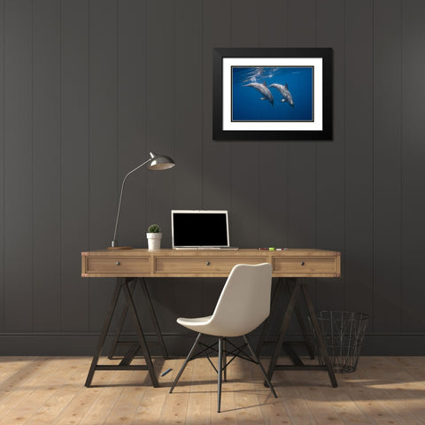 Two Bottlenose Dolphins Black Modern Wood Framed Art Print with Double Matting by Gabriel, Barathieu