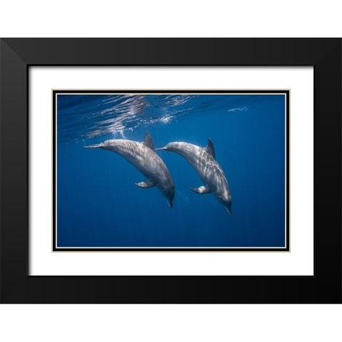 Two Bottlenose Dolphins Black Modern Wood Framed Art Print with Double Matting by Gabriel, Barathieu