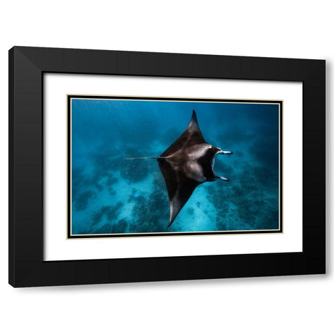 Manta Fly!!! Black Modern Wood Framed Art Print with Double Matting by Gabriel, Barathieu