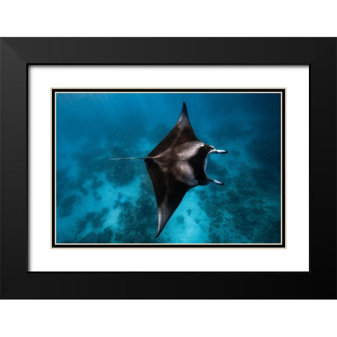 Manta Fly!!! Black Modern Wood Framed Art Print with Double Matting by Gabriel, Barathieu