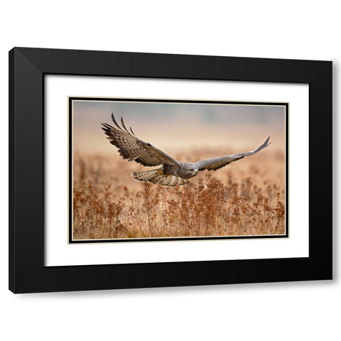 Common Buzzard Black Modern Wood Framed Art Print with Double Matting by Zygmunt, Milan