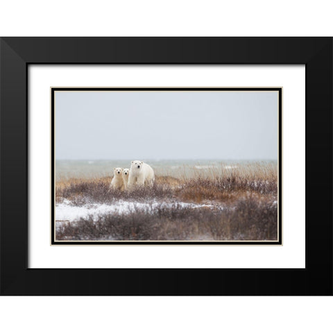 Mother A Cubs At The Seaside Black Modern Wood Framed Art Print with Double Matting by Pozzi, Marco