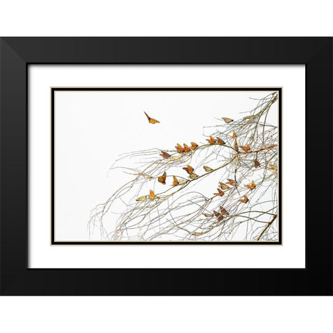 Winter Monarchies Black Modern Wood Framed Art Print with Double Matting by Mao, Dianne